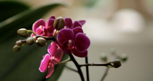 芭蕾舞兰花的花语——优雅与坚韧的结合（以舞蹈之姿）