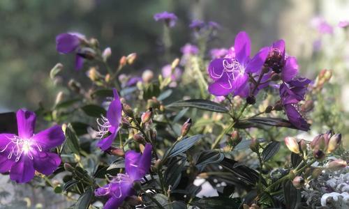 巴西野牡丹花语（探寻巴西野牡丹的花海）