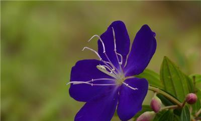 巴西野牡丹花语（探寻巴西野牡丹的花海）