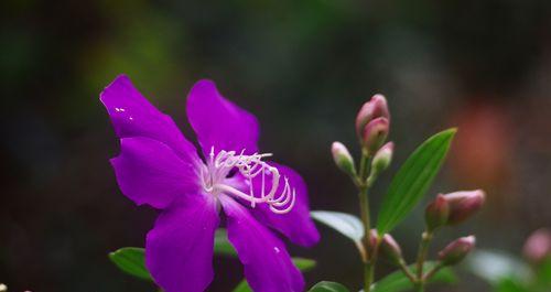 巴西野牡丹花语（探寻巴西野牡丹的花海）