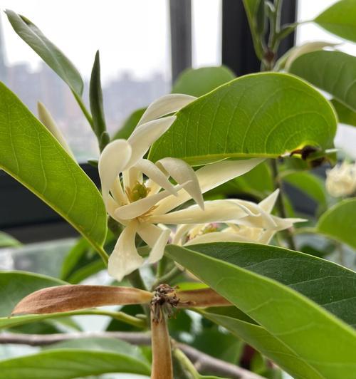 白兰花的象征意义及美丽魅力（探索白兰花在文化）