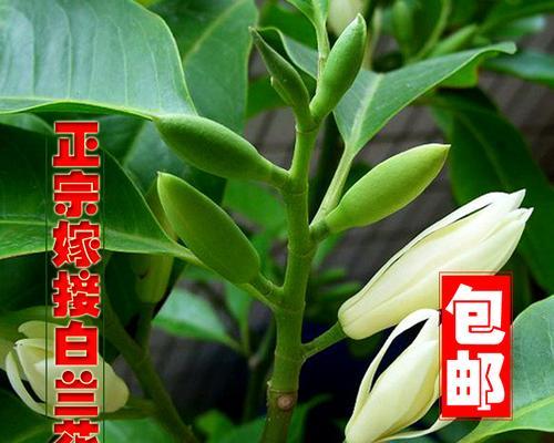 白兰花的象征意义及美丽魅力（探索白兰花在文化）