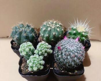 白鸟仙人球花语（以花为媒）