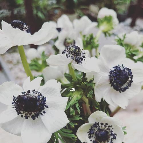 秋牡丹花开如雪，寓意美好（白色秋牡丹花语的深刻内涵与美丽故事）