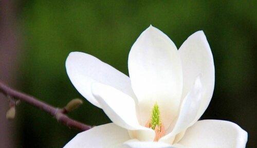 白玉兰花语的含义及传说（探索白玉兰花语的深层含义）