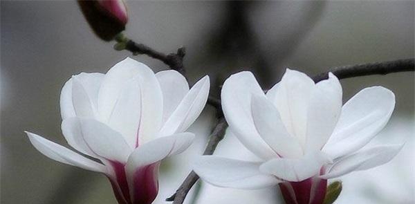 白玉兰花的美丽与意义（探寻白玉兰花的象征与价值）