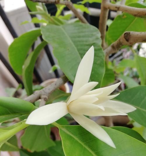白玉兰花的美丽与意义（探寻白玉兰花的象征与价值）