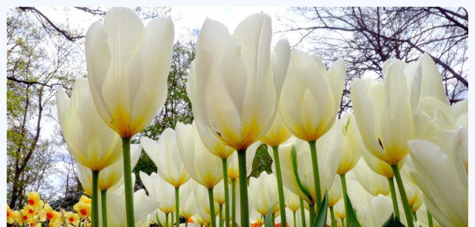 白郁金香花语（探寻白郁金香花语所传达的深意）