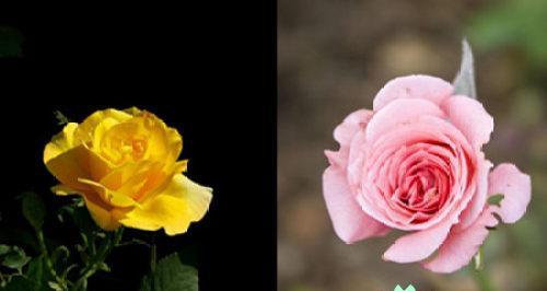 白月季花的花语及寓意（探寻白月季花的内涵与象征）