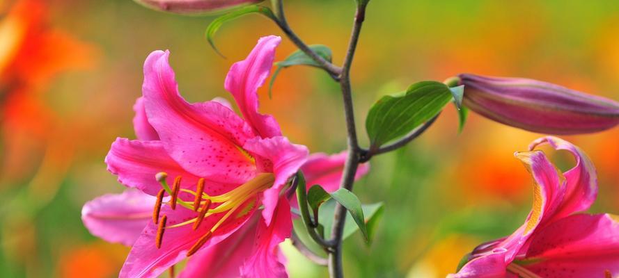 百合花的传说与花语（花开相伴）