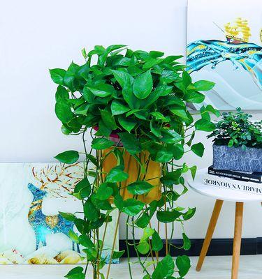 办公室绿萝花语（为什么办公室需要绿萝）