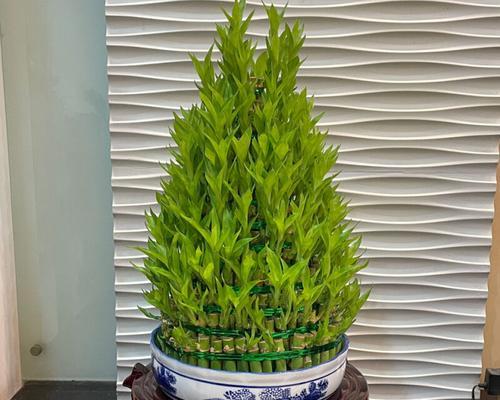 以宝塔富贵竹的三层寓意（追求财富与福运的关键）