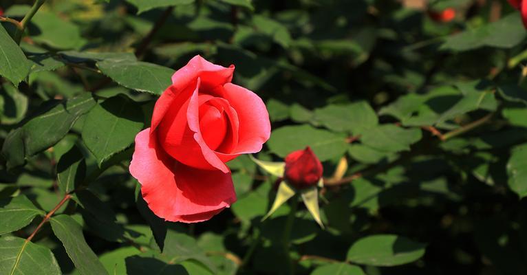 北京夏菊花语——寓意丰富的花卉之美（传递爱与希望的暖心花语）