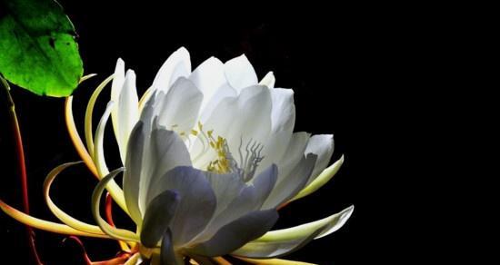 昙花迷人之谜（探寻不同昙花的含义与魅力）