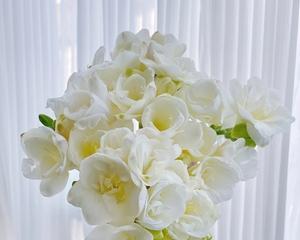 以苍兰花之美喻人生坚韧（永恒的坚持）