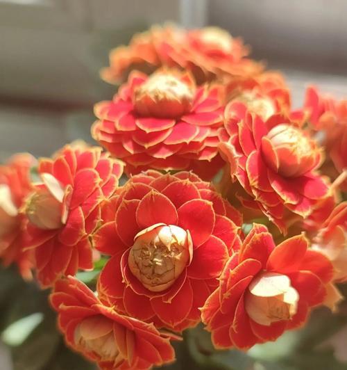 以长寿花不同颜色的寓意为主题（长寿花色彩的意义及象征）