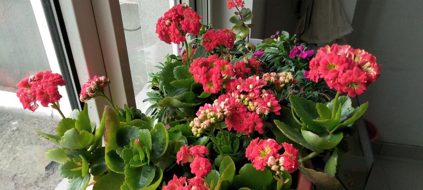 长寿花的花语之不同颜色的含义（解读长寿花不同颜色的祝福寓意）