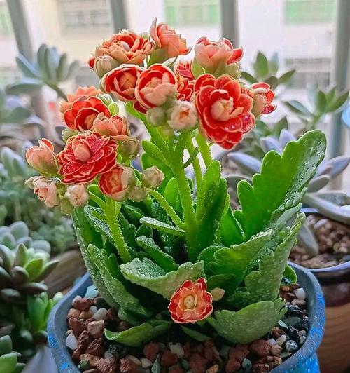 长寿花（长寿花的花语和神奇力量）