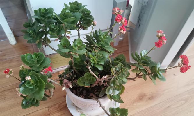 长寿花（寓意长寿的花语）