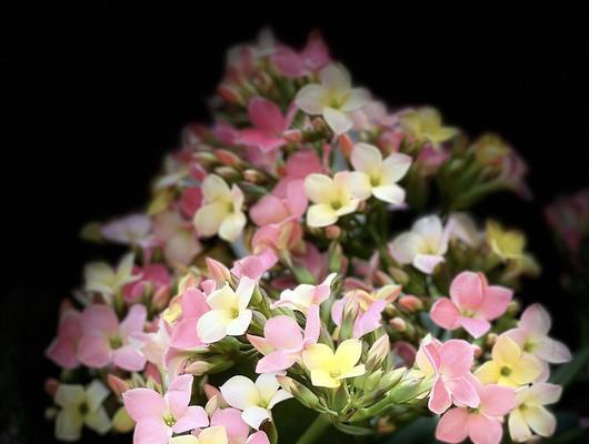 长寿花（寓意长寿的花语）