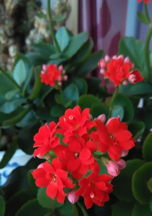 长寿花色彩与花语揭秘（探寻长寿花的神秘之美）