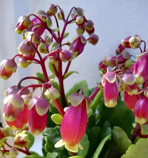 长寿花（探索长寿花的神秘力量）