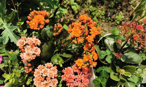 长寿花花语幼儿园（花开花谢）