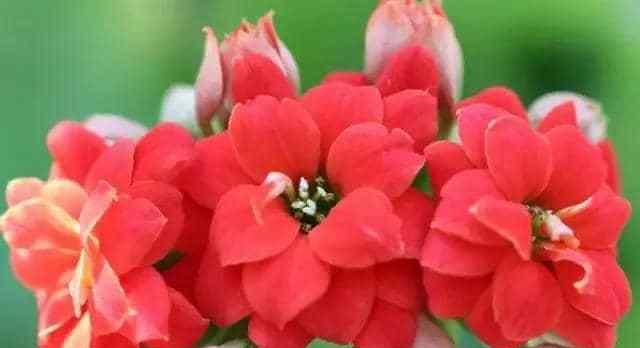 长寿花花语幼儿园（花开花谢）