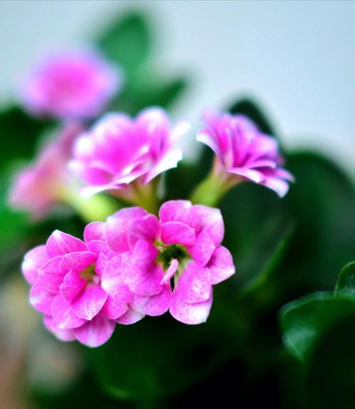 长寿花花语幼儿园（花开花谢）