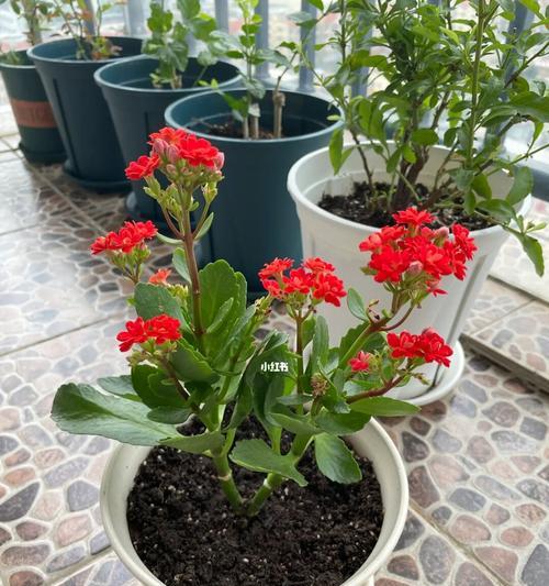 长寿花老化的原因与特征（探寻长寿花长寿之谜——揭秘长寿花的老化现象）