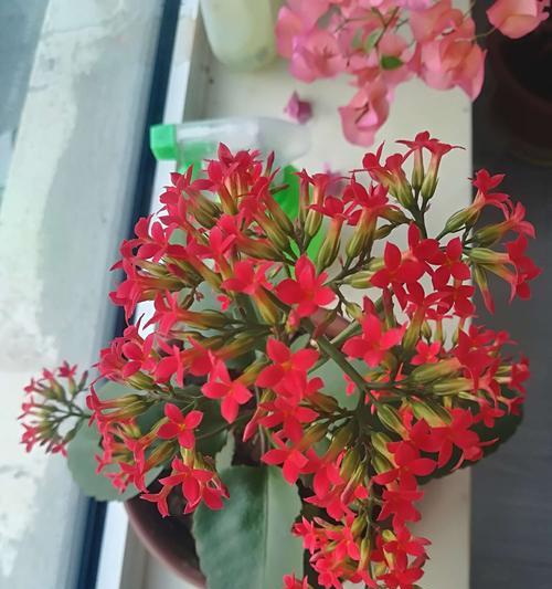 长寿花（探寻长寿花的神秘花语与寓意）