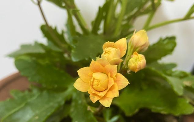 长寿花摘心的深层意义（以爱心呵护长寿花）