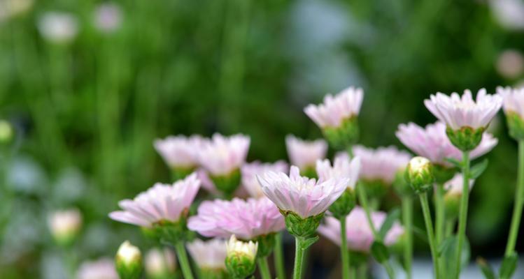 长寿菊的花语（以长寿菊的花语为窗口）