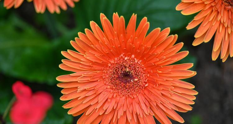 橙色菊花的花语（探寻橙色菊花花语的深层含义）