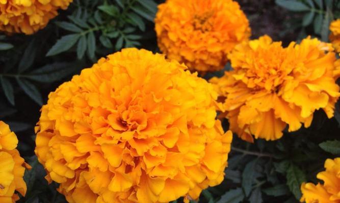 橙色菊花的花语（探寻橙色菊花花语的深层含义）