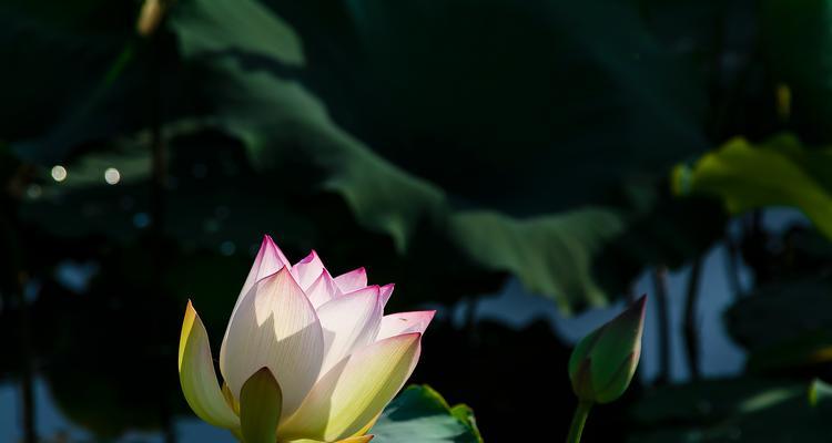 窗前荷花的意义（生命与希望的灵感源泉）