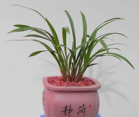 春兰花语（春兰花语传递着坚韧不拔和生生不息的力量）