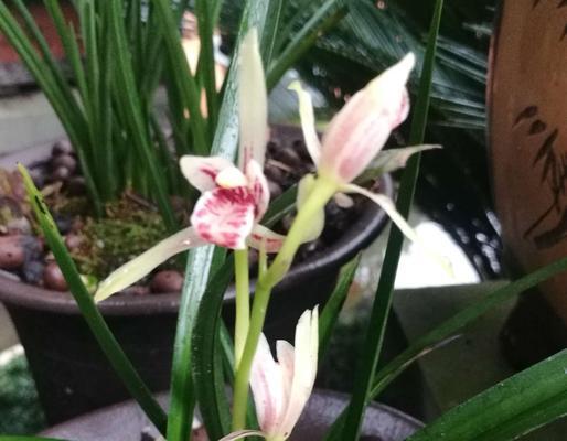 春兰花语（春兰花语传递着坚韧不拔和生生不息的力量）
