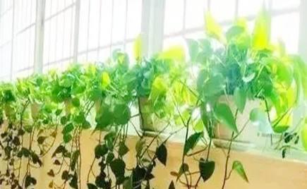 大绿萝的寓意与风水（探索大绿萝的神秘力量）