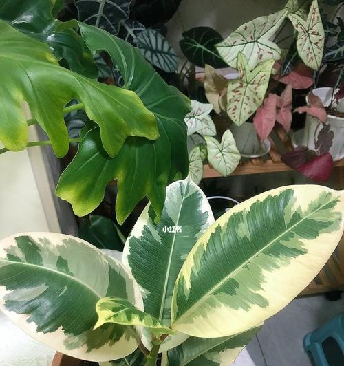 橡皮树的寓意与启示（探索自我成长的关键——橡皮树）