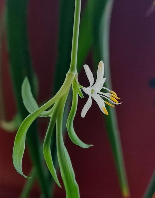 灯笼吊兰花语（以灯笼吊兰为媒介）