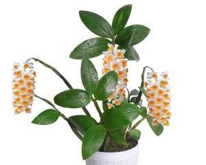 灯笼吊兰花语（以灯笼吊兰为媒介）