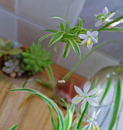 吊兰花的含义和象征（一盆吊兰背后的深意）