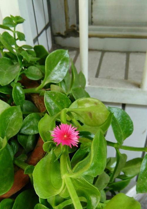 吊兰花语之美——绿叶间的生命之舞（吊兰花的花语和寓意解读）