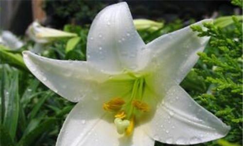吊竹兰的花语深意（探寻吊竹兰花的含义与象征）