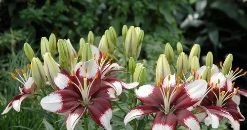 蝶花百合（用蝶花百合的花语）
