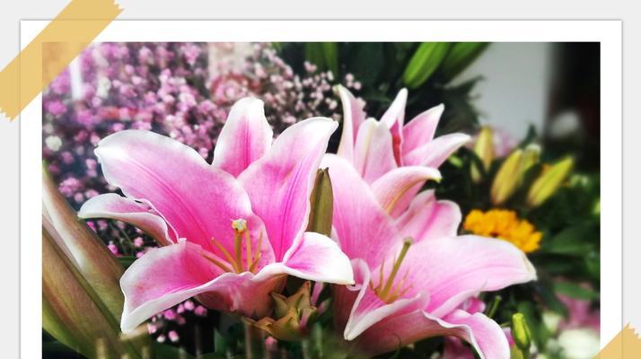 蝶花百合（用蝶花百合的花语）