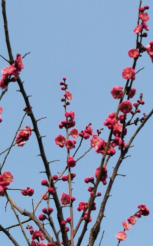 冬天的梅花（凛冬中盛开的美丽）