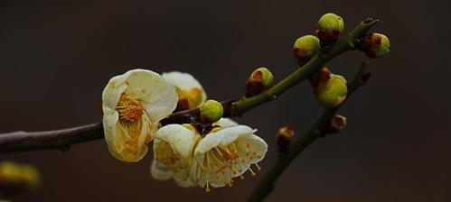 冬天的梅花（凛冬中盛开的美丽）