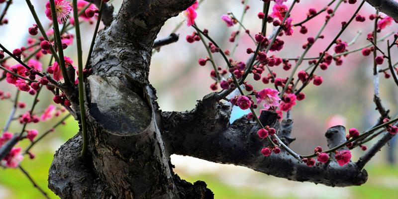 寒冬中的梅花奇迹（冬天梅花的特点与魅力）